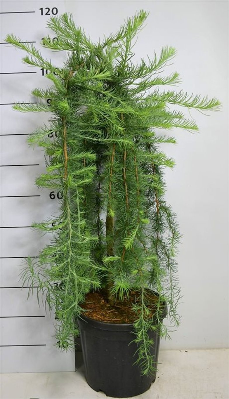 Larix kaempf. 'Stiff Weeper' - 60 CM Stem C12